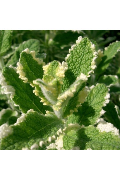 Mentha suaveolens Variegata